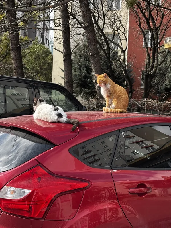 A ginger cat and a black-and-white cat resting on the roof of a red car